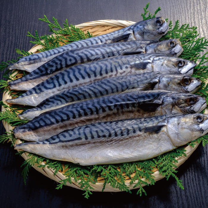 鯖の文化干し / 180g×6尾